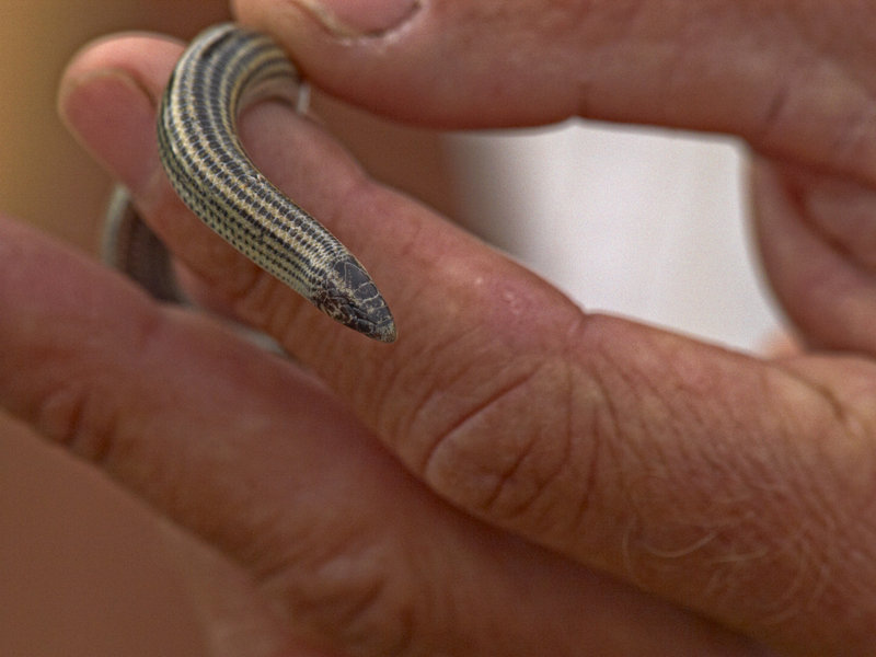 Swakopmund, Fitzsimon's Burrowing Skink
